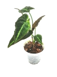 Syngonium rayii - S