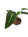 Syngonium rayii - S