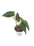 Syngonium rayii - S