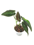 Syngonium rayii - S