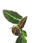 Syngonium rayii - S