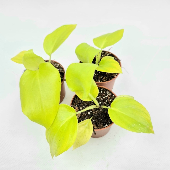 Philodenrdon warscewiczii aurea flavum - S