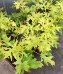 Philodenrdon warscewiczii aurea flavum - dorosła roślina
