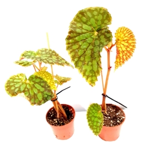 Begonia Chlorostica - 2 gatunek