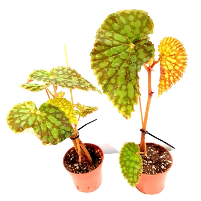 Begonia Chlorostica - 2 gatunek