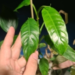 Philodendron clarkei przykładowa starsza roślina