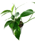 Epipremnum pinnatum x aureum 