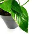 Epipremnum pinnatum x aureum 