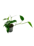 Epipremnum pinnatum x aureum 