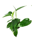 Epipremnum pinnatum x aureum 