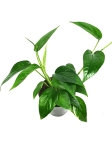 Epipremnum pinnatum x aureum 