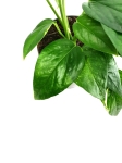 Epipremnum pinnatum x aureum 