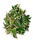 Begonia Sea Urchin