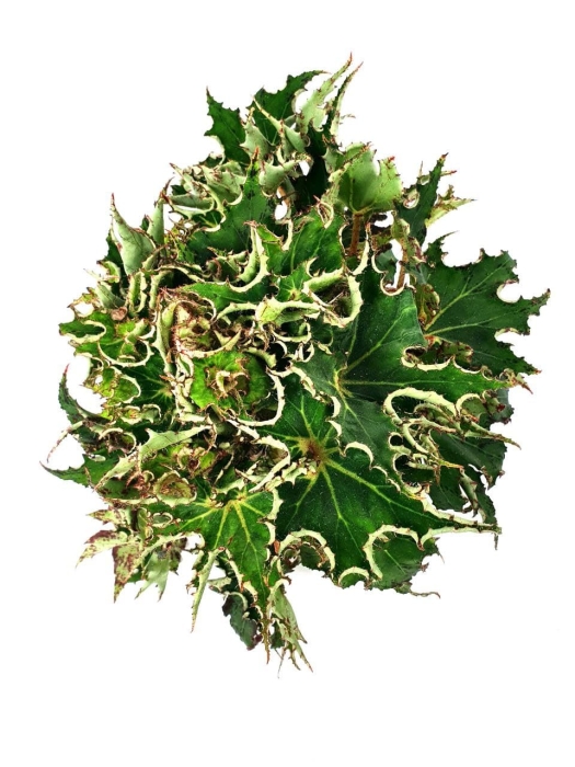 Begonia Sea Urchin