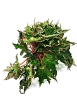 Begonia Sea Urchin