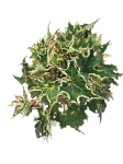 Begonia Sea Urchin