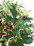 Begonia Sea Urchin