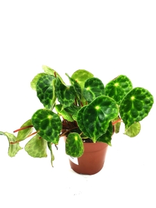 Begonia Kingiana