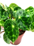 Begonia Beleaf