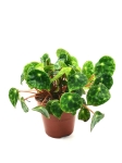 Begonia Beleaf