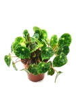 Begonia Beleaf