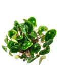 Begonia Beleaf