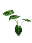 Anthurium magnificum silver