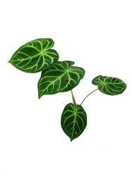 Anthurium magnificum silver