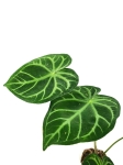 Anthurium magnificum silver
