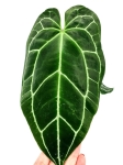Anthurium crystallinum - zdjęcie poglądowe gatunku