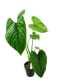 Philodendron Furcatum
