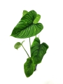 Philodendron Furcatum