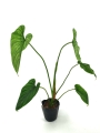 Philodendron Furcatum