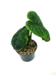 Anthurium splendidum