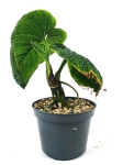 Anthurium splendidum