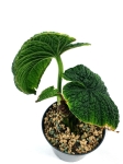 Anthurium splendidum
