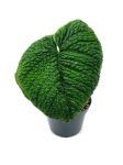 Anthurium splendidum