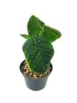 Anthurium splendidum
