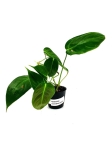 Philodendron esmeraldense narrow