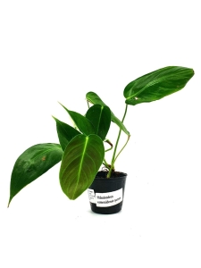 Philodendron esmeraldense narrow