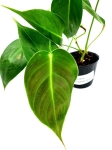 Philodendron esmeraldense narrow