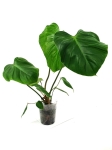 Philodendron nangaritense