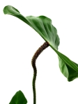 Philodendron nangaritense