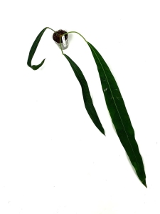 Anthurium Pendens