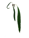 Anthurium Pendens