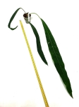 Anthurium Pendens