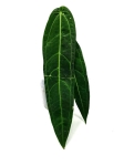 Anthurium Warocqueanum - 1