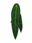 Anthurium Warocqueanum - 1