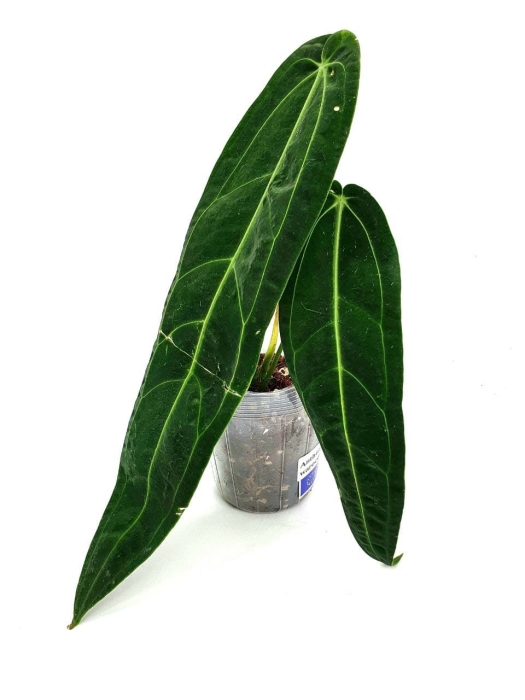 Anthurium Warocqueanum - 1