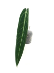 Anthurium Warocqueanum - 2